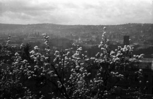 Stuttgart: Blick vom Kanonenweg durch Blüten zum Bahnhof