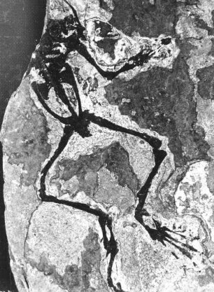 Frosch (Palaeobactrachus sp.). Abdruck eines vollständigen Skeletts auf oberoligozänem Schiefer der Schieferhalde von Seifhennersdorf (Kreis Zittau)