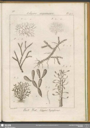 Pl. 477. Cellaire, anguinaire