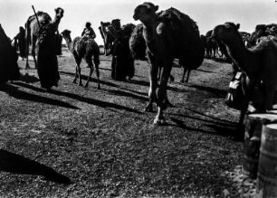 Kamele (Deutsche Indien-Expedition 1926/1929 - Rückreise: Irak-Syrien-Libanon-Türkei)