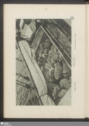 Lämmer im Boot