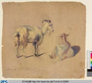 Stehende und liegende Ziege