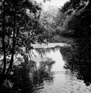 Lasbek-Gut: Lasbeker Mühlenteich: am Ufer Bäume und Büsche: hinten im Wasser Schilf und Wasserlinsen