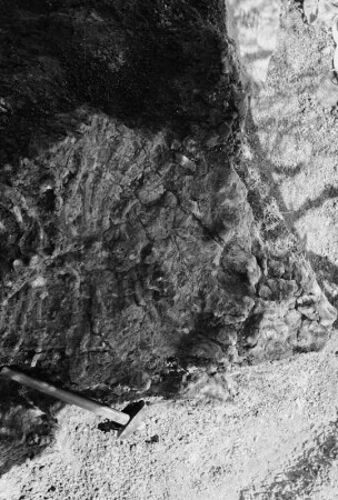Dinosaurierknochen : Blick auf eine Ausgrabungsstätte von Dinosaurierknochen