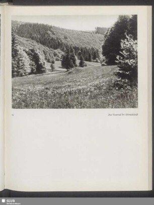 Das Vessertal bei Schmiedefeld