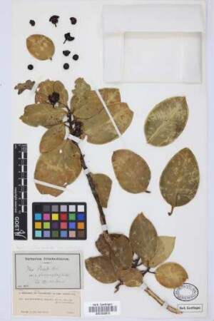 Ilex platyphylla Webb & Berth.