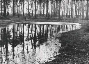 Berlin-Spandau. Spandauer Forst. Naturschutzgebiet Teufelsbruch und Nebenmoore. Hier: Teich mit bewaldeter Uferböschung