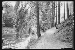 Grabentur. Waldweg