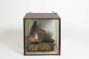 Schaukasten mit Präparat von Birkhahn