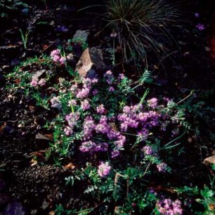 Frühlings-Blumenstück im Pindos-Gebirge. p4
