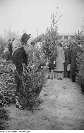 Besucher des Leipziger Weihnachtsmarktes begutachten Nadelbäume