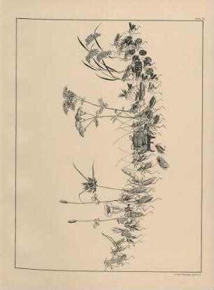 Plate 20