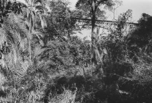 Brücke über die Victoriafälle : Blick durch Palmgras und Palmen zur Brücke über die Victoriafälle.