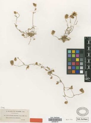 Catananche arenaria Coss. & Dur. [type]