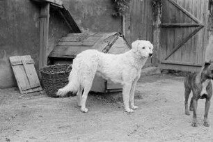 Hunde : Hund