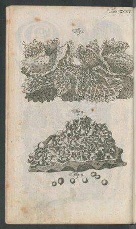 Tab. XXXV. Fig. 1. Fig. 2. Fig. 3.