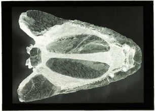 Capitosaurus fronto H.v.M.