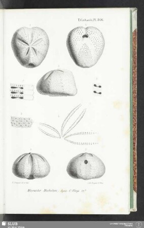 Pl. 866