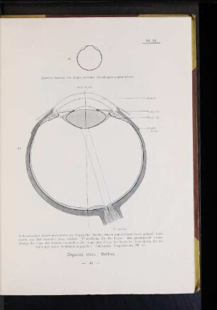 95 Schematischer Horizontalschnitt des Augapfels. (...)