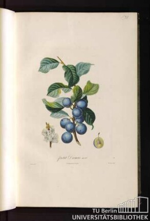 P. XII. Petit Damas noir.