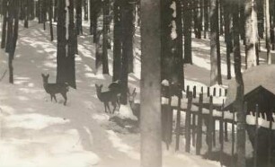 Altvatergebirge (Hrubý Jeseník). Rehe (Capreolus capreolus). Rudel an der Winterfütterung im Urlicht-Walde