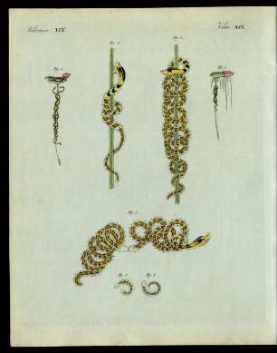 Die geschlängelte Naide. (Nais serpentina. Müller.)