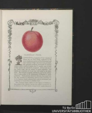 Cambrian Plum.