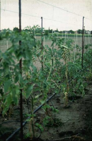 Fotografie: Gartenbautechnik, Gartenbautechnik-Freiland, Erntetechnik, Tomate