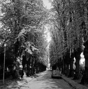 Hagener Allee: alte Lindenbäume in vollem Laub: Kopfsteinpflaster: Straßenlampe: Pkw