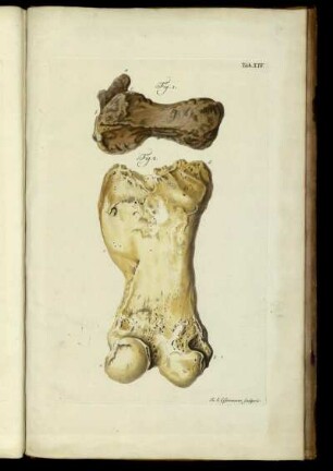 Tab. XIV.