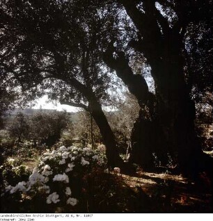 Israel: Gethsemane