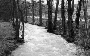 Triebischtal-Roitzschen. Die Triebisch zwischen Eulitzmühle und Neidmühle