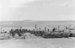 Palmen und Felder in der Wüste (Libyen-Reise 1938)