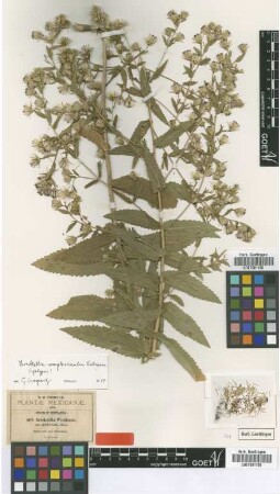 Brickellia wislizeni A.Gray var. A.Gray paniculata