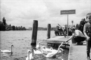 Stein am Rhein, Schweiz: Schwäne am Anlegeplatz