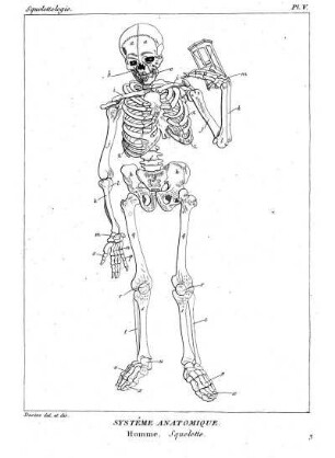 Pl. V. Systême Anatomique Homme. Squelette.