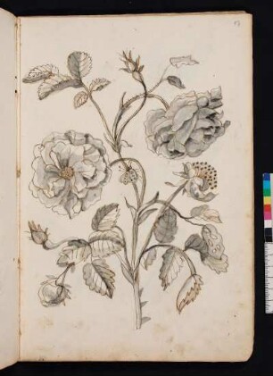 Holländische Rose nach Maria Sibylla Merian, Blumenbuch, Faszikel I, Taf. 11