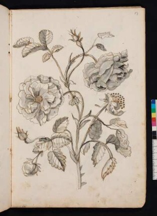 Holländische Rose nach Maria Sibylla Merian, Blumenbuch, Faszikel I, Taf. 11