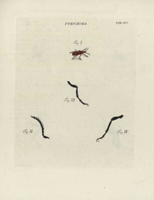 Tab. CVI.
