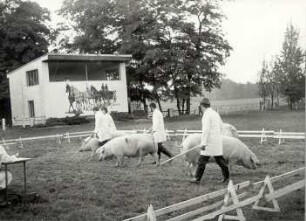 Viehbeschau in Sonnewalde : Viehwirtschaft - häusliche Viehwirtschaft. Ort: Sonnewalde, Kreis Finsterwalde. Viehmusterung des Kreises Finsterwalde (auf dem neuen Reitplatz)