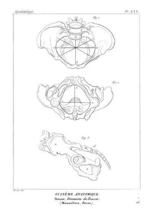 Pl. XXX. Systême Anatomique. Homme, Dimensions du Bassin. (Mammifères, Bassin.)