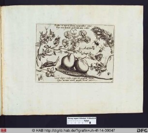 Früchte, Insekten und Blumen