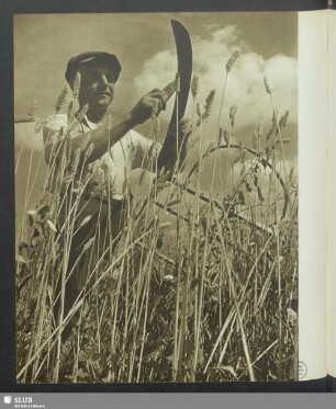 Bei der Ernte