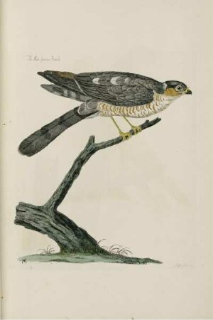 The Male Sparrow Hawk