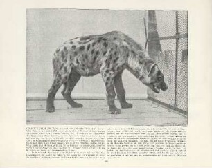 Gefleckte Hyäne aus Togo