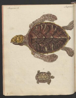 Schildkröten.