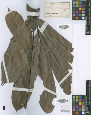 Chytranthus longiracemosus Gilg ex Radlk. [isotype]
