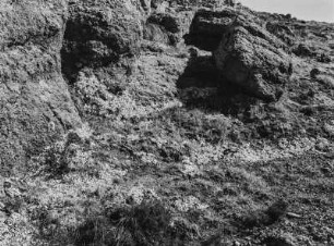 Gräser und Kräuter : Gräser und Kräuter in den Drakensbergen ("Drachenberge")