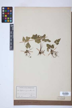 Asplenium pumilum