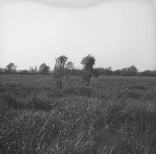 Familienbilder : Teile eines Fotoverstecks aus Schilf werden transportiert, Pfingsten 1932